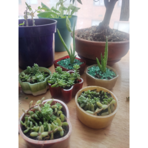 Materas con suculentas